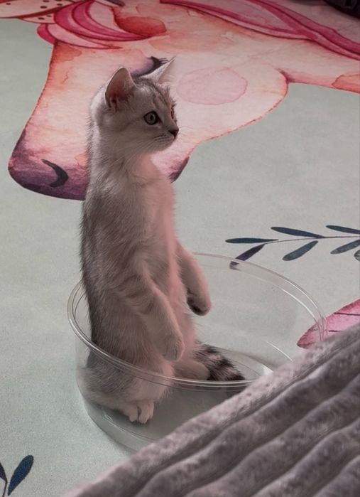 Продам котенка скоттиш страйт