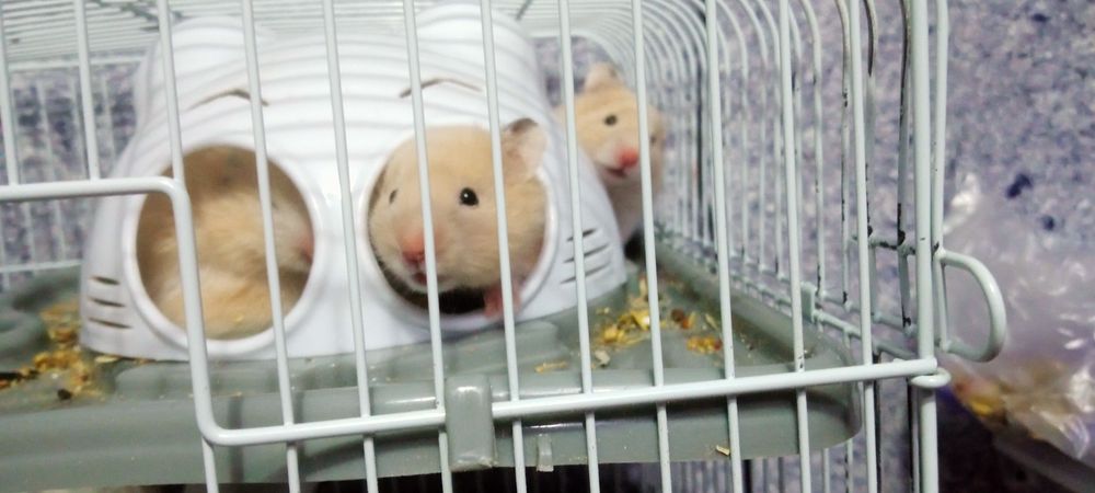 Сирийские хомячки!