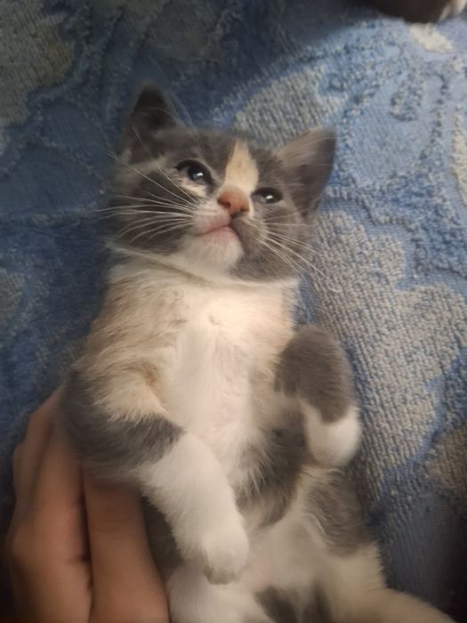 кот и кошка даром