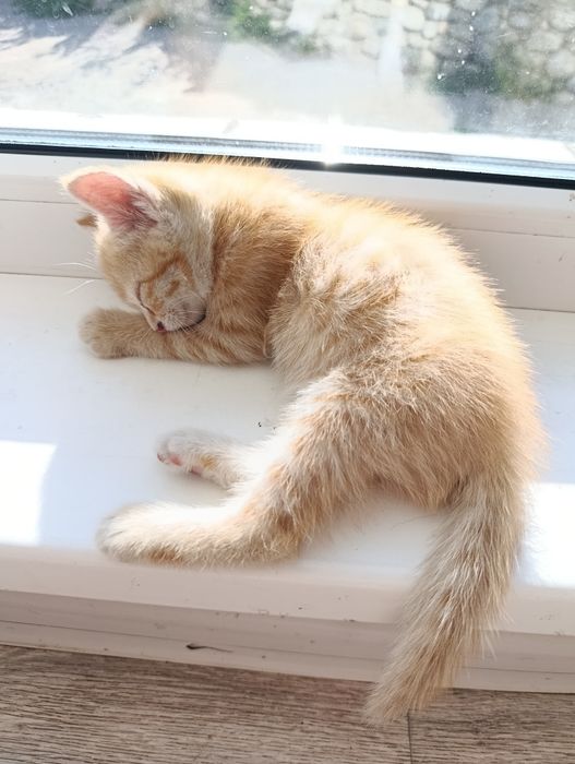 Котята добрым и ласковым людям