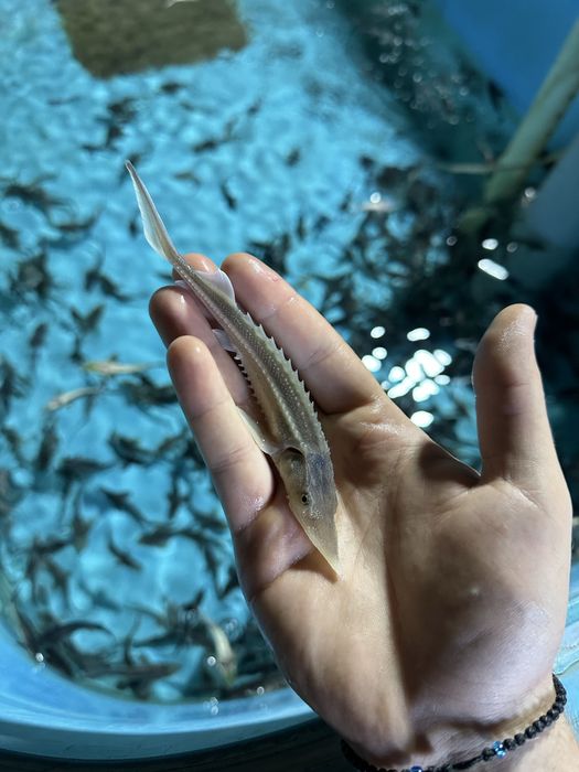 Малек ленского осетра