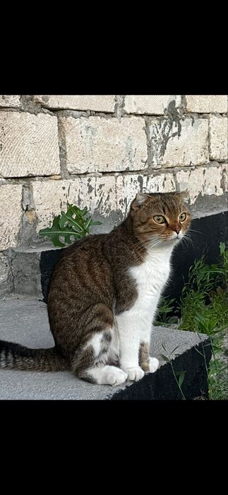 Кошка отдадим в хорошие руки