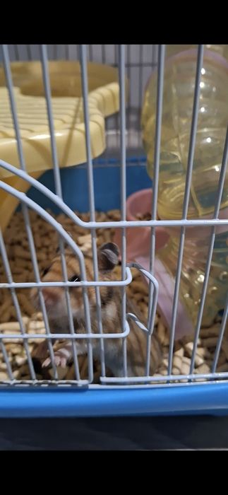 Клетка для хомяков срочно