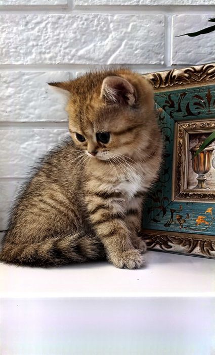 Британская золотая шиншила котята