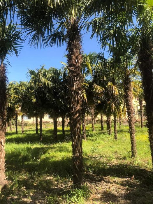 Palmieri furtunei rezistenți iarna