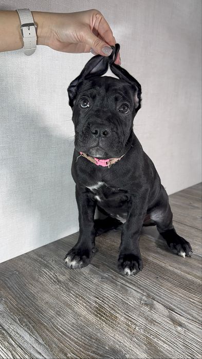 Шенки кане корсо