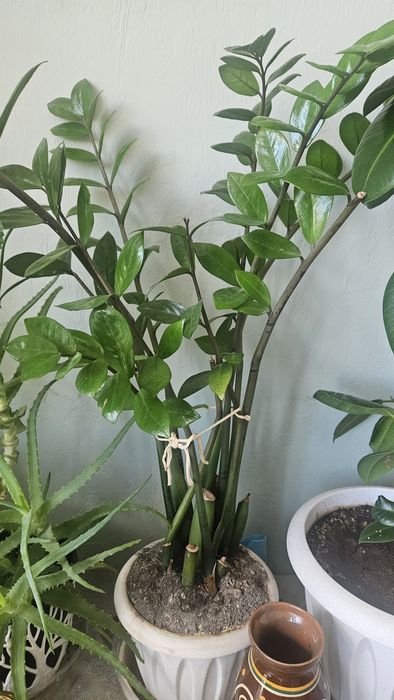 Продам домашние растения, цветы