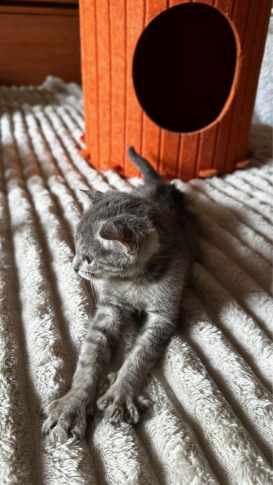 Котенок девочка 2 месяца вислоухая