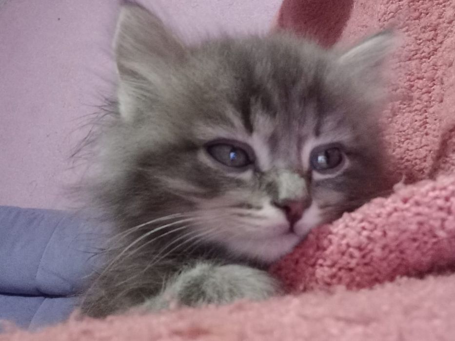 Продам котят полукровки, порода Гималайская