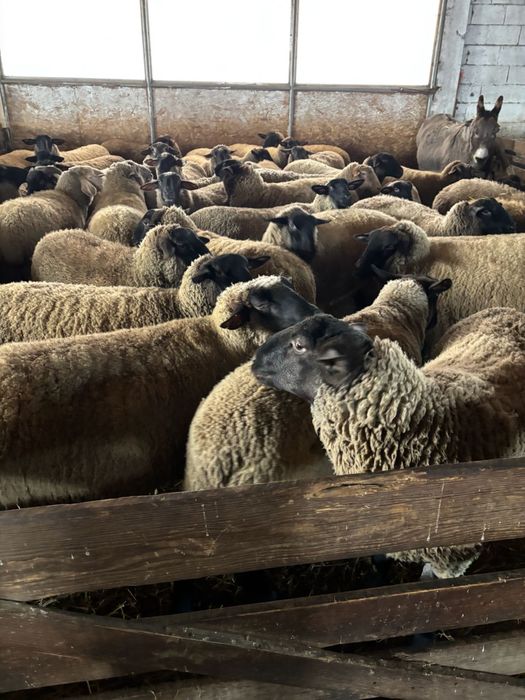 Oi sufolk origine Irlanda