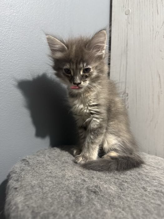 котенка в добрые руки