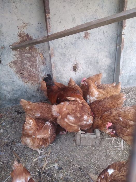 Куры (Ломанбраун)