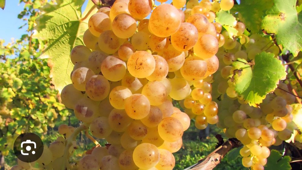 Struguri pentru vin