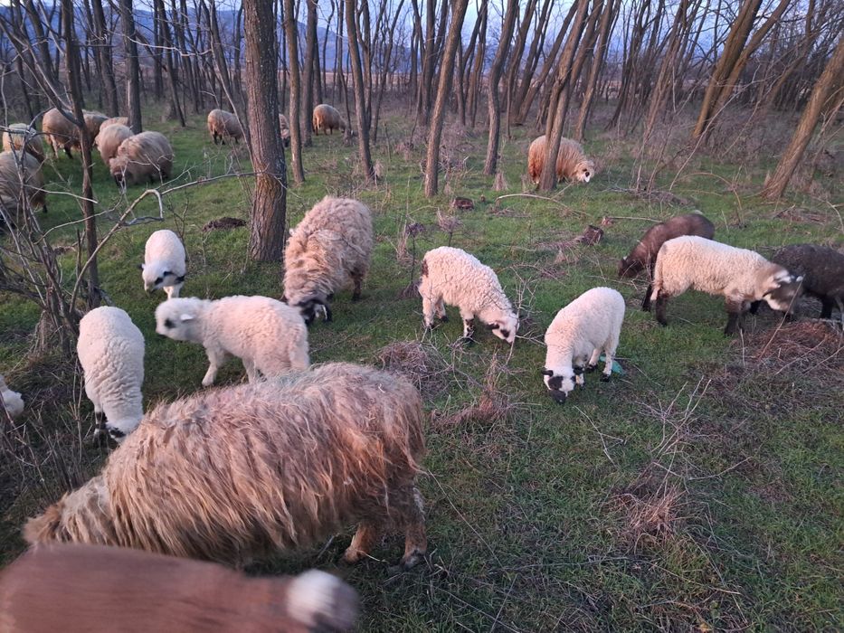 Oi de vînzare cu miei și un berbec
