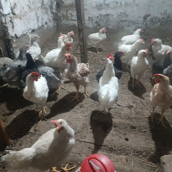 Продам петушков Ломан от несушек.