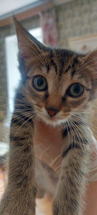 Котята. 4 месяца.