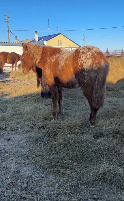 2 Кунандар  1 Тай Шубар