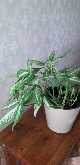 Продам домашние цветы