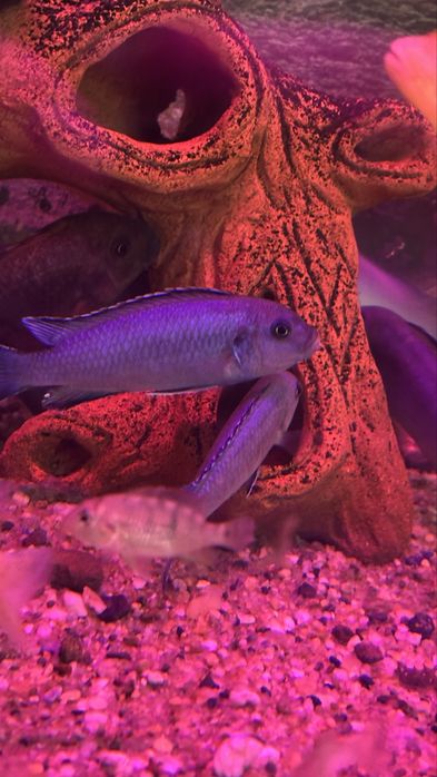 Продам цихлид и живородок