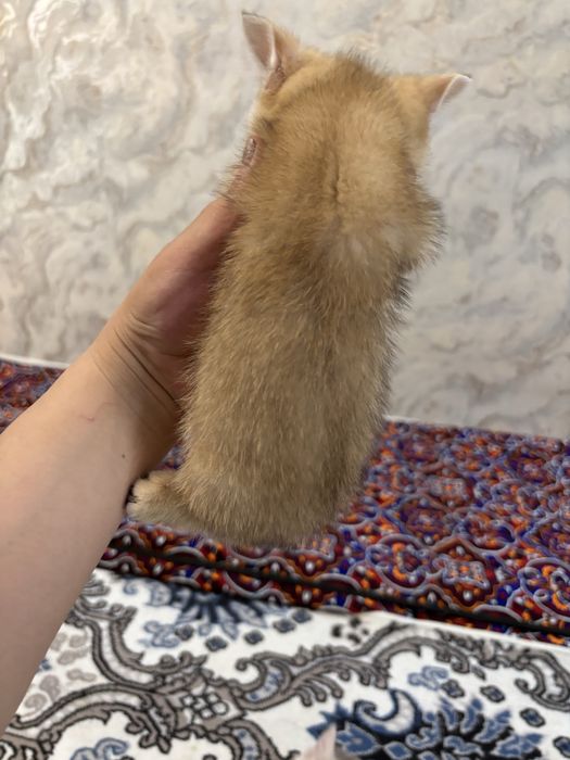 srochna золотая шиншилла мальчик