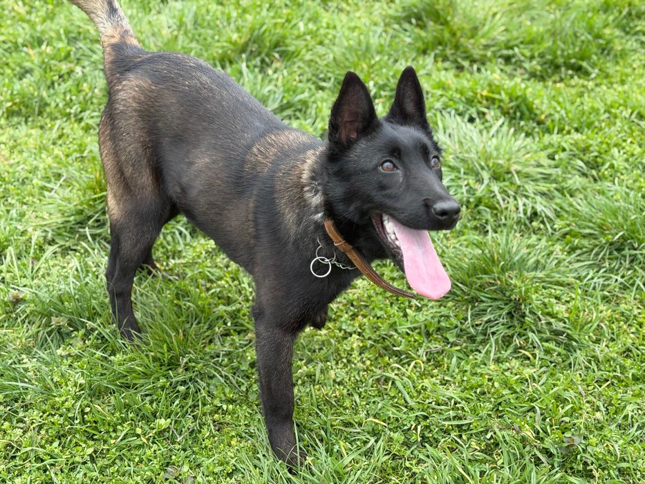 Femela Ciobanesc Belgian Malinois DRESATA