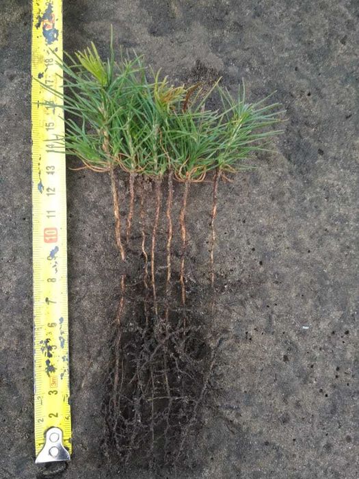 сеянцы всех видов деревьев