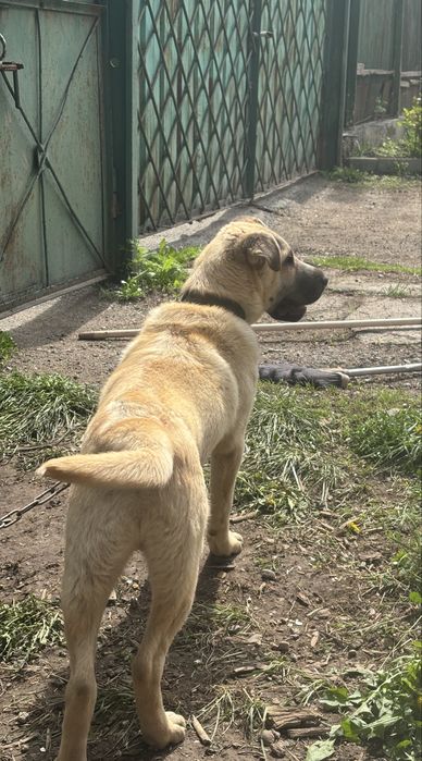 Азиат овчарка кушык