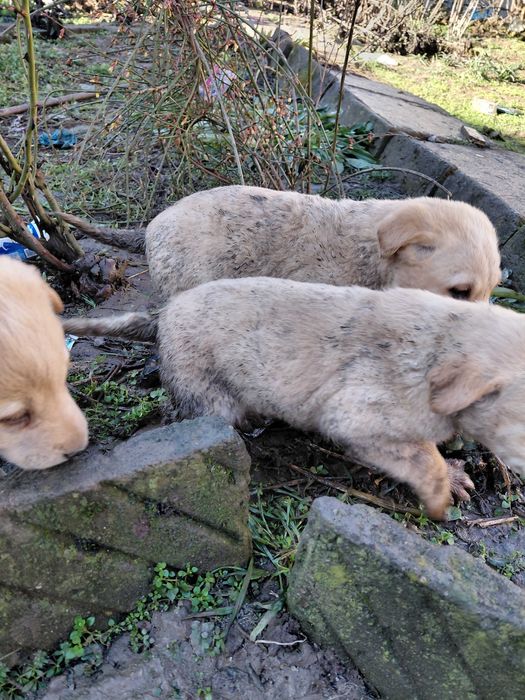 Кученца за подаряване