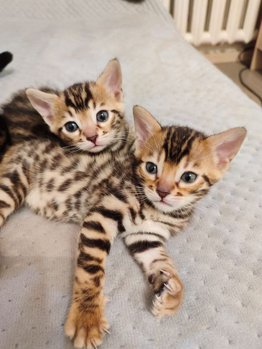 Бенгальские котята