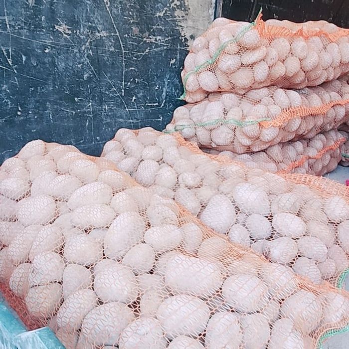 cartofi de consum. 1 leu kg