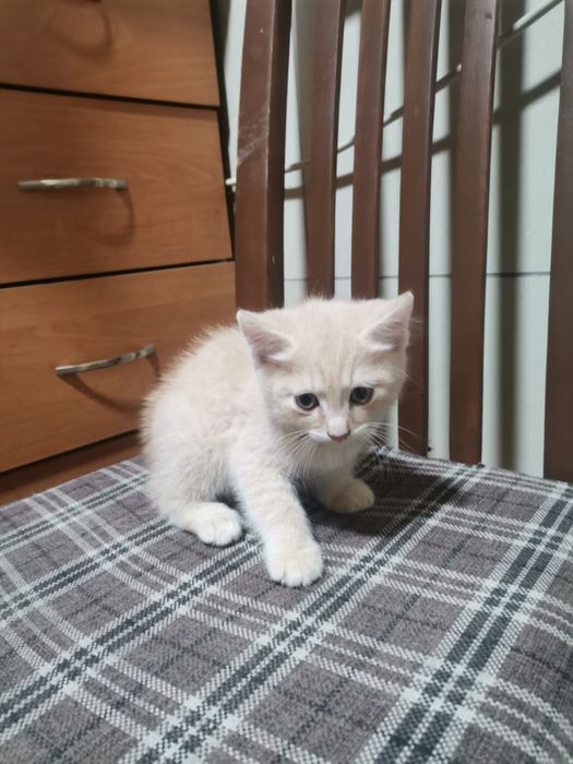 Отдадим в доьрые руки котята