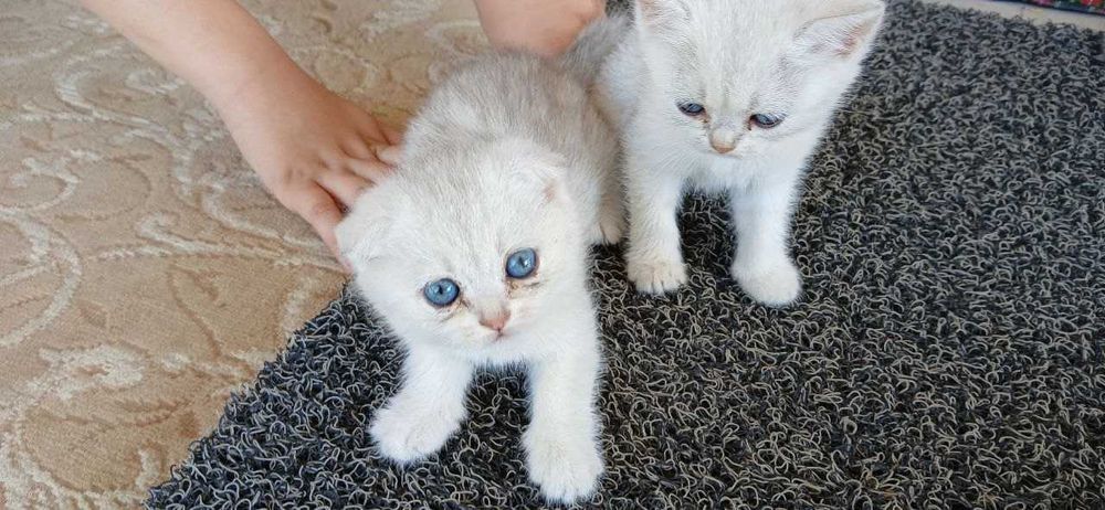 Jojalar yigitni sikishmoqda (foto)