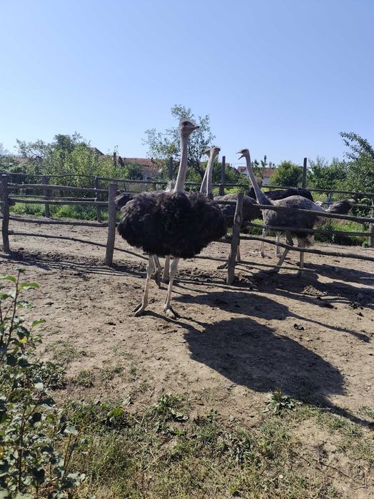 Vând sau schimb struti