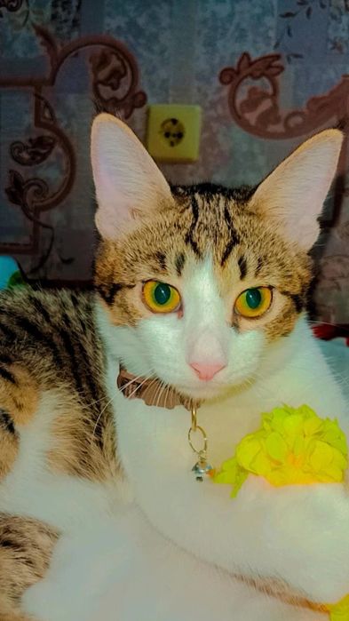 Котята в поисках родителей