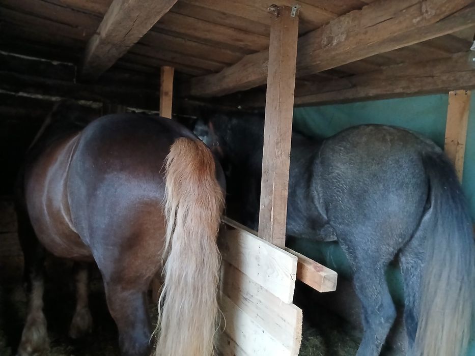 Vând mânza de 3 anii