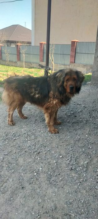 Продам кобеля тебетский мастиф два года