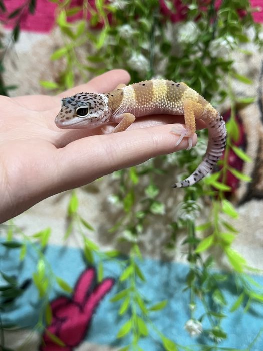 Эублефары гекконы (ящерица,геккон)