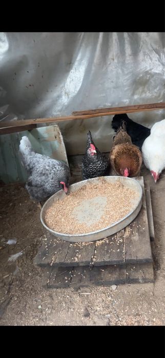 Тауық сатылады.