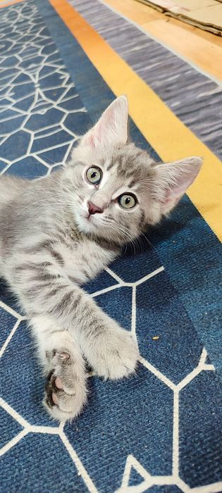 Отдам котят домашние