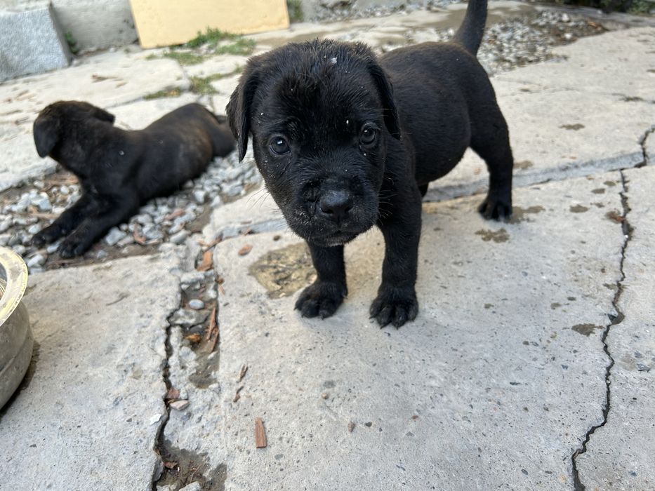 Щинки Кане Корсо