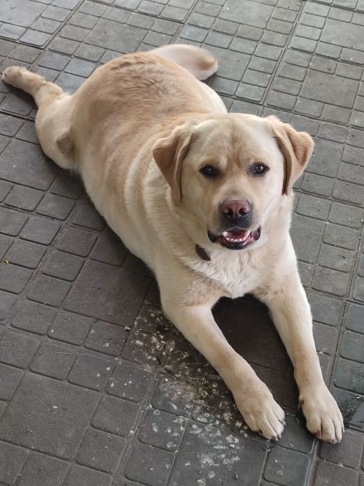 Вязка кабель лабрадор.