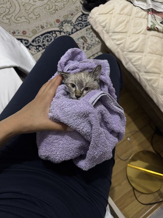 Котенок в добрые руки