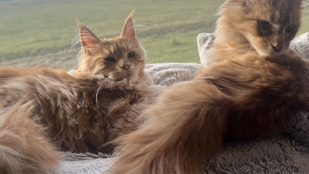 pui Maine Coon fetita PEDIGREE Felisa