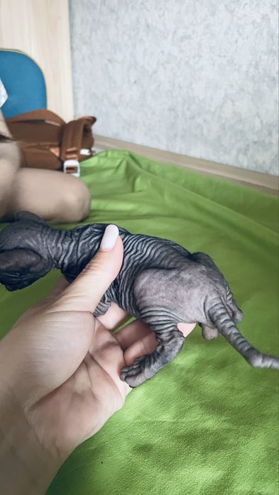 Продам котенка сфинкс