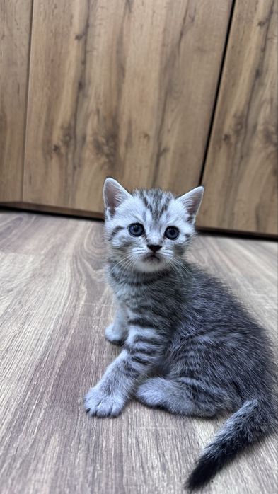 Шотландские котята