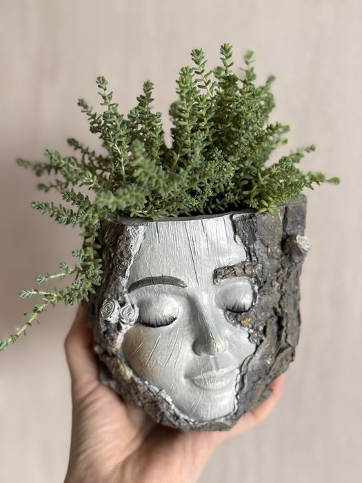 Комнатные растения. Композиции суккулентов, фиттонии, фикусы и другие