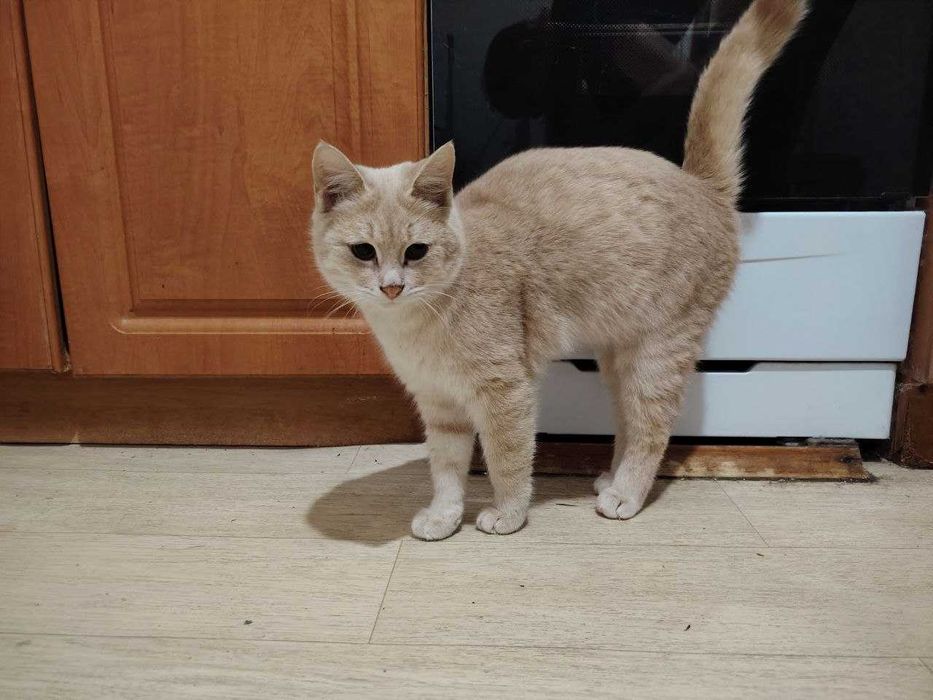 Кот ищет себе дом