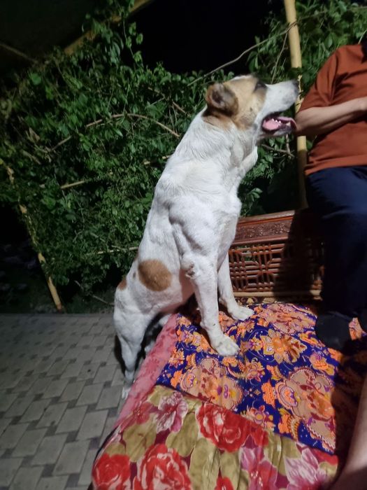 Алабай по кличке БАРОН