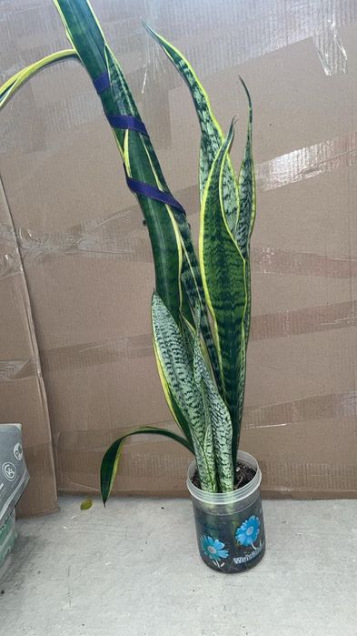 Продаю срочно комнатные