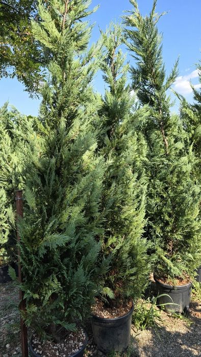 Leylandii Mestecan Tei Platani Photinia Red Robin laur englezesc